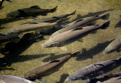 wv trout stocking