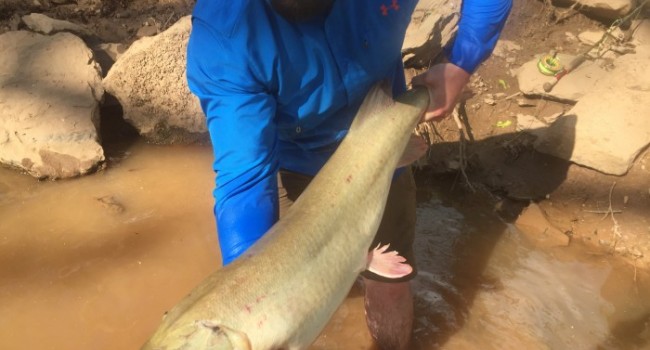 Ripley angler: Released muskie may have been world record - WV MetroNews