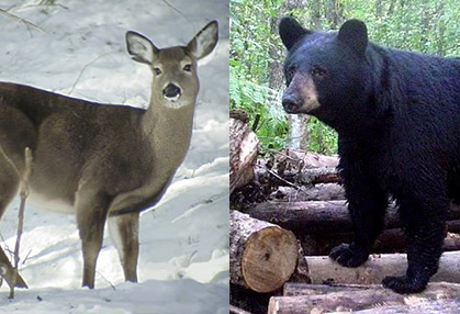 DNR proposing more liberal harvest of deer and bear for 2017 - WV MetroNews