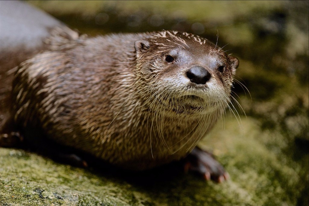 DNR: Beware of otters - WV MetroNews