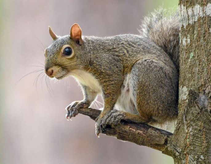 Squirrel season opening in West Virginia WV MetroNews