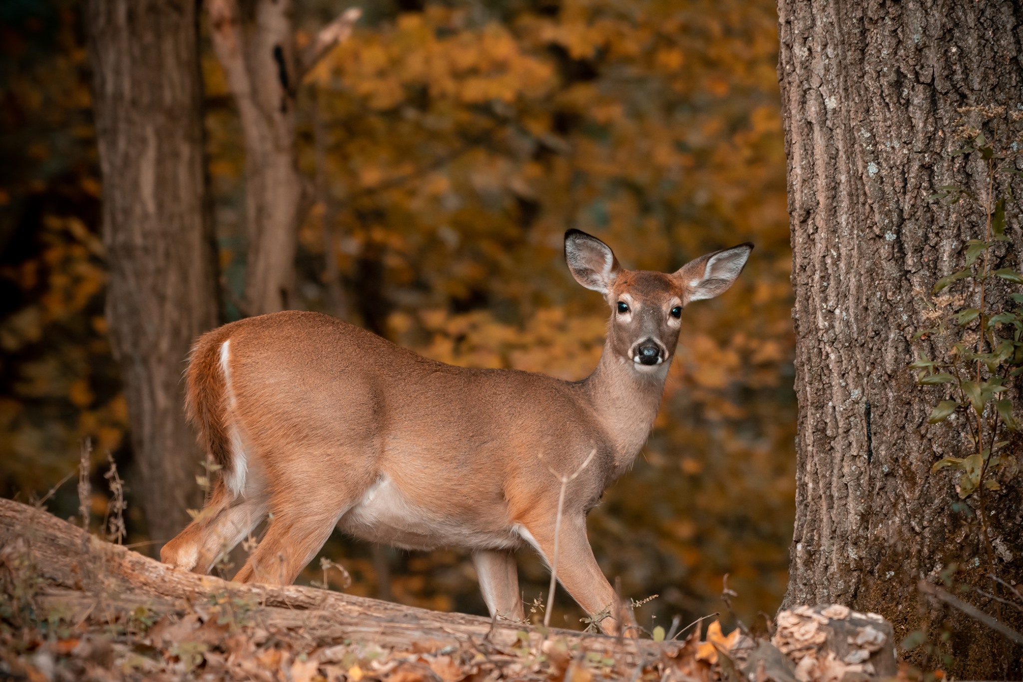 The first of several antlerless hunting opportunities comes this week