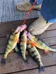 Rick Mallory of South Charleston, W.Va. shares a stringer of perch caught on a good fishing day at Flat Top Lake in Ghent, W.Va. 
