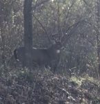 William Montgomery of Bridgeport, W.Va. shares this picture of a buck from several yeas ago which his daughter-in-law photographed while walking her dog on the second day of buck season.  