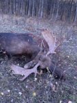 Trent Westfall of Ellamore, W.Va. with a moose killed in Saskatchewan 
