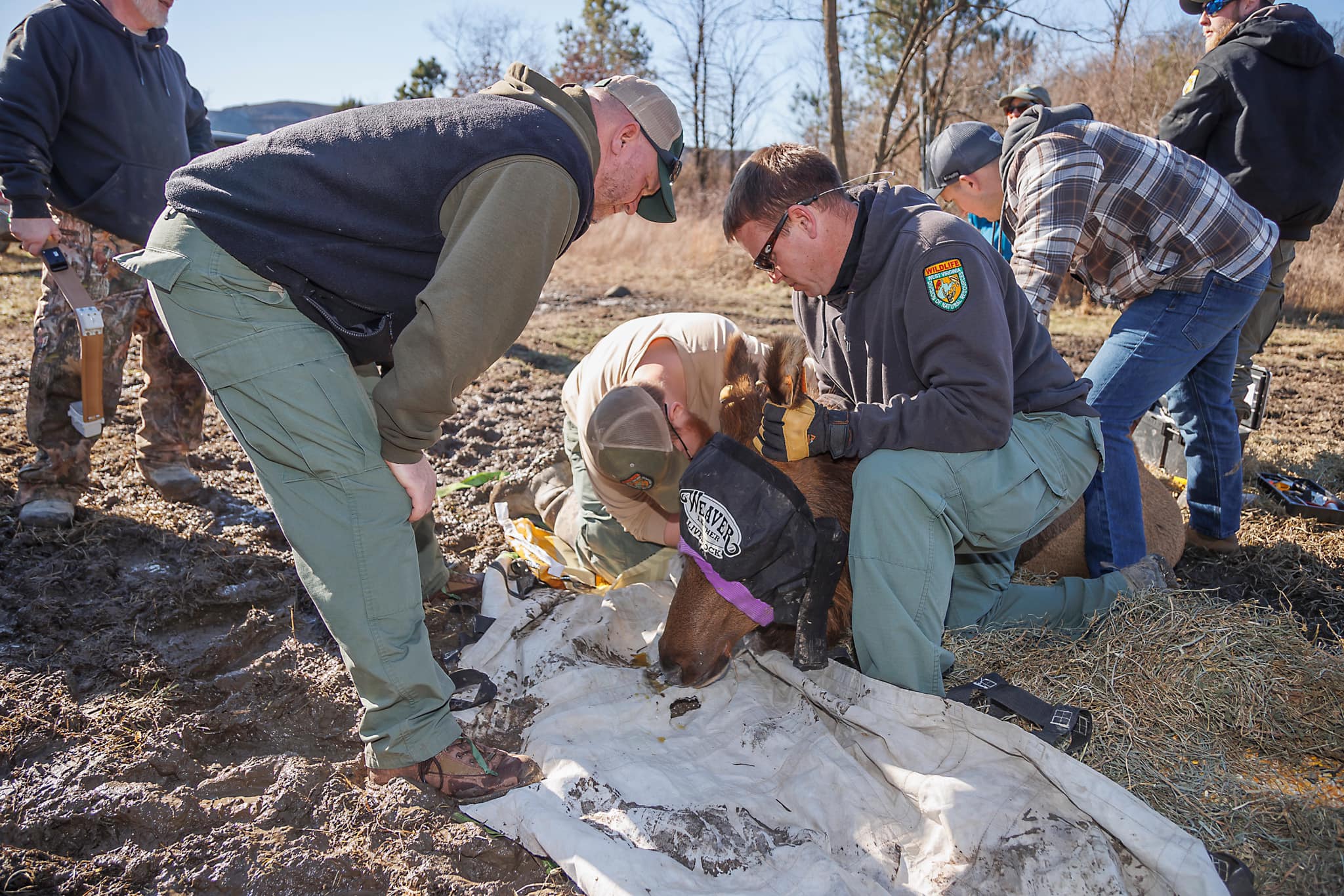 W.Va. elk look strong and healthy in 2023 wellness checks - WV MetroNews