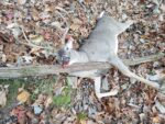 Chad Feathers of Clarksburg, W.Va. killed this buck on his family farm with his bow in 2023 after the buck spent all of 2022 eluding him. 
