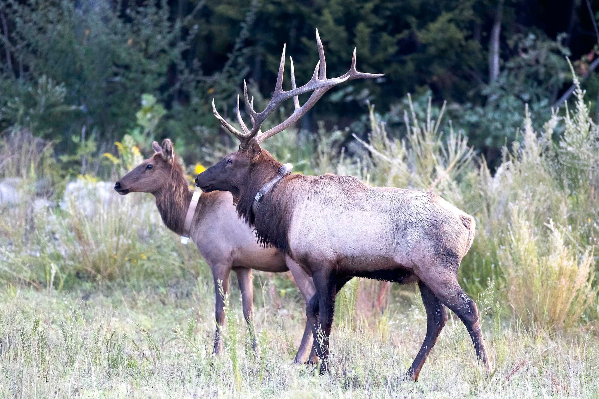 West Virginia’s elk herd grows slowly and remains overall very young – WV MetroNews