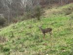 Harold Pierson of Charleston, W.Va. sends along this picture of a young buck he watched for close to a half hour.  He didn't kill it because he was young, but says he learned a lot--and consequently so did the little buck. 
