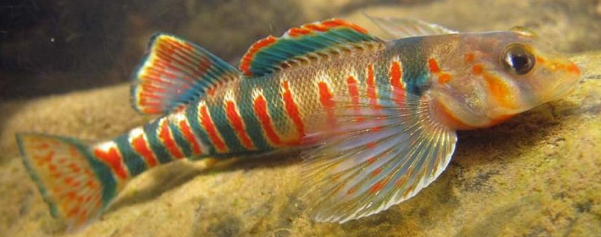 Conservation groups sue Forest Service for failing to protect Cherry  River's candy darter - WV MetroNews